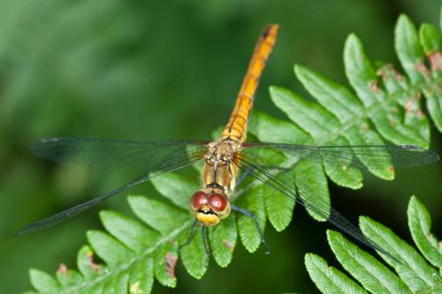 Sympetrum sanguineum
