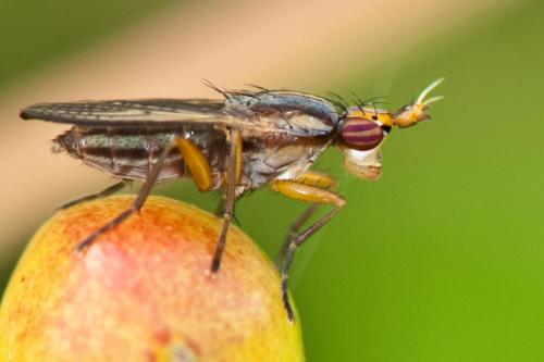 Limnia unguicornis