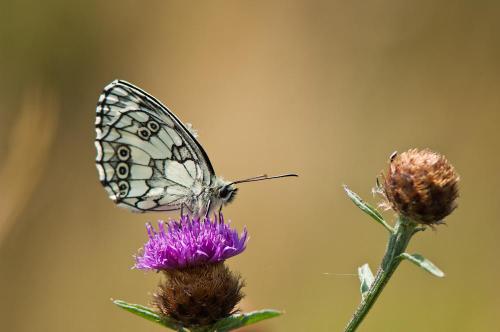 Melanargia sp.