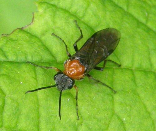 Dolerus sp.