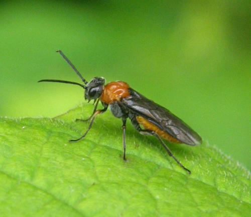 Dolerus sp.