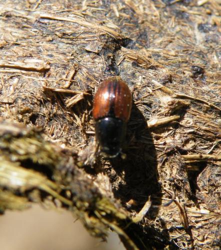 Oromus alpinus