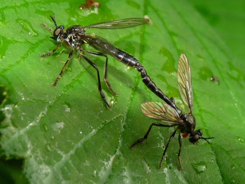Dioctria hyalipennis