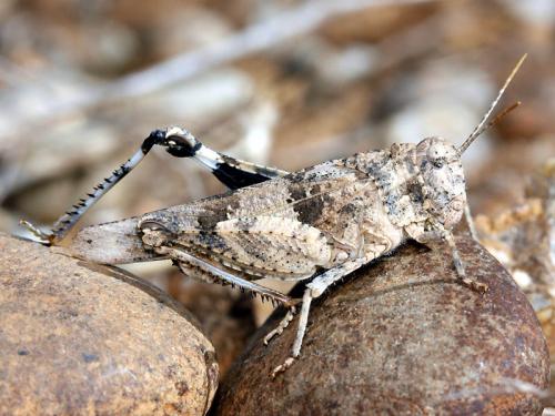 Oedipoda charpentieri