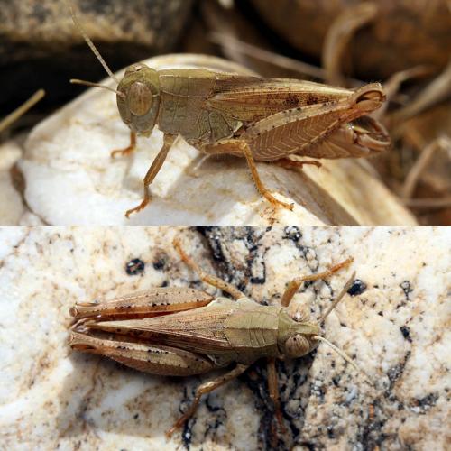 Calliptamus wattenwylianus