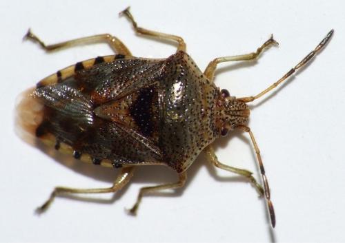 Elasmucha sp.