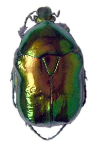 Cetonischema speciosissima