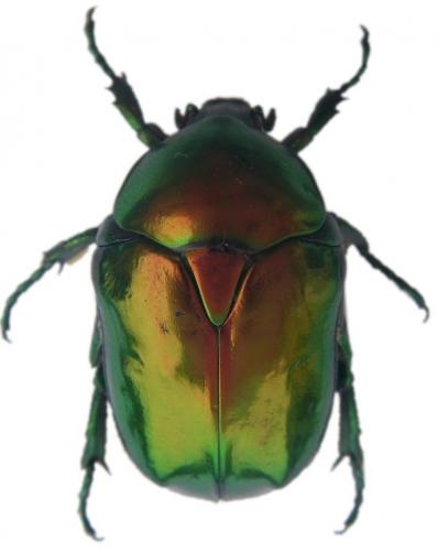 Cetonischema speciosissima