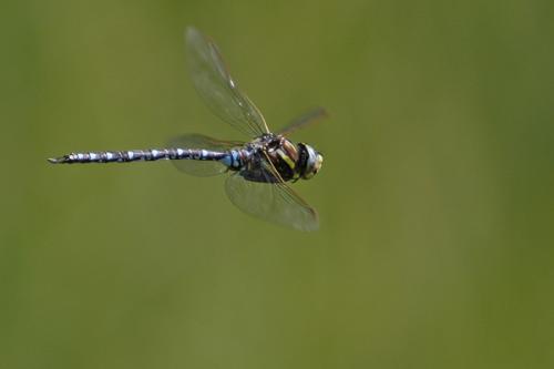 Aeshna juncea