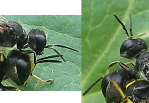Réf. 48 946 : Ectemnius lapidarius