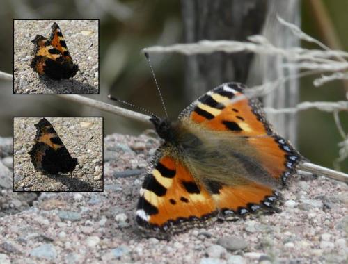 Réf. 48 865 : Aglais urticae