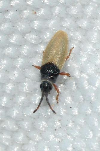 Agramma laetum