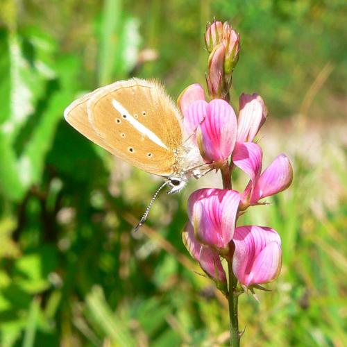 Polyommatus damon