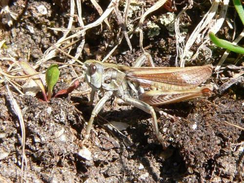 Réf. 48 217 : Aeropedellus variegatus variegatus