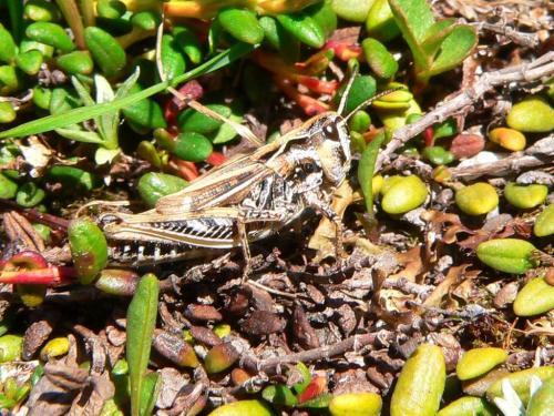 Réf. 48 219 : Aeropedellus variegatus variegatus