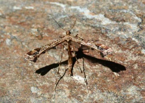 Réf. 48 500 : Amblyptilia punctidactyla