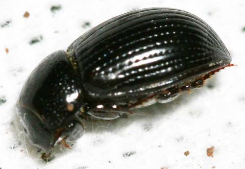 Ammoecius elevatus