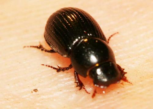 Ammoecius elevatus