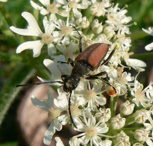 Anastrangalia dubia