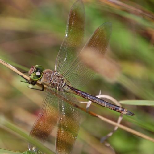 Anax parthenope