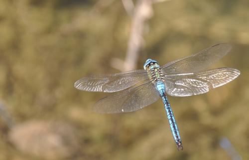 Anax imperator