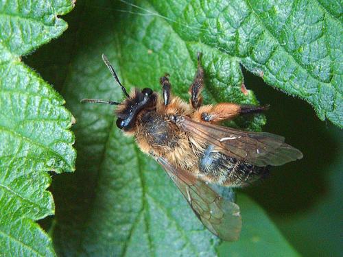 Andrena sp.