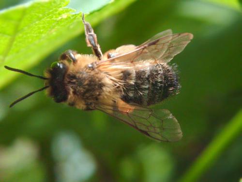 Andrena sp.