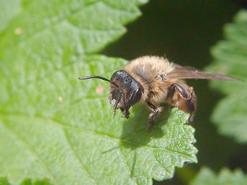 Andrena sp.