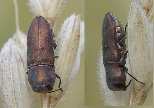 Réf. 48 032 : Anthaxia umbellatarum