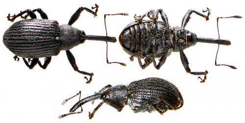 Réf. 48 424 : Anthonomus rubi