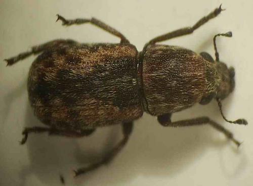 Réf. 48 674 : Noxius curtirostris