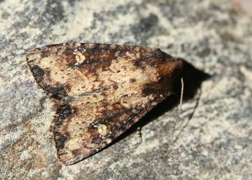 Réf. 48 163 : Mesapamea sp.