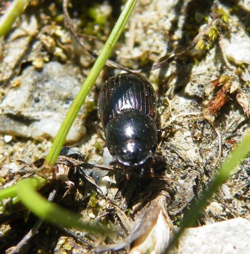 Oromus alpinus
