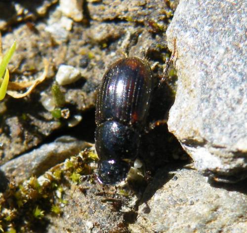 Oromus alpinus