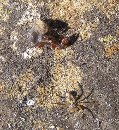 Réf. 48 679 : Oecobius sp.