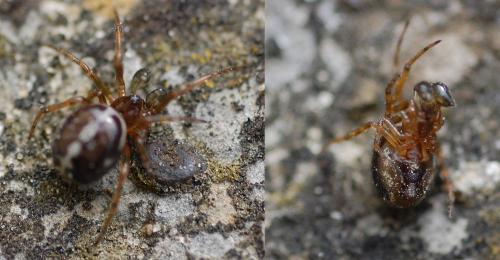 Steatoda bipunctata