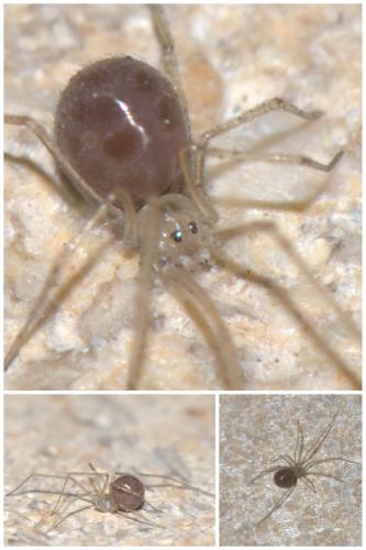 Réf. 48 649 : Spermophora senoculata
