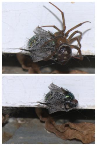 Steatoda grossa
