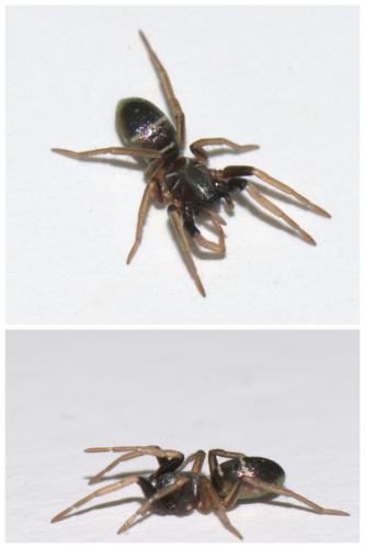 Micaria pulicaria