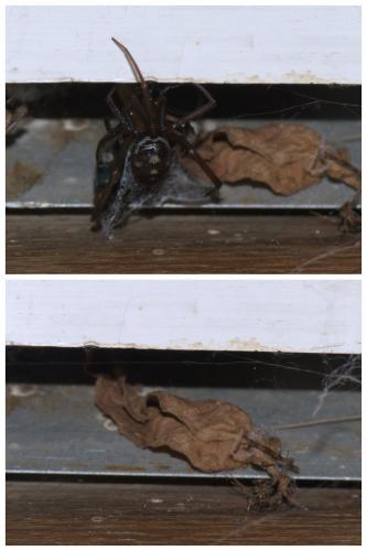 Steatoda grossa