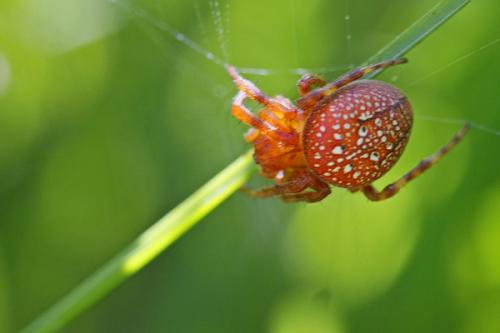 Réf. 48 692 : Araneus alsine