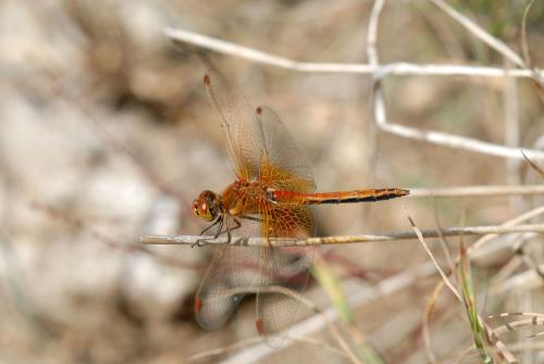 Sympetrum flaveolum