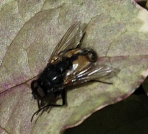 Réf. 48 403 : Musca sp.