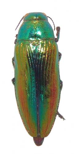 Eurythyrea aurata