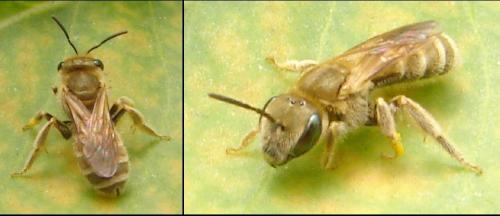 Seladonia sp.