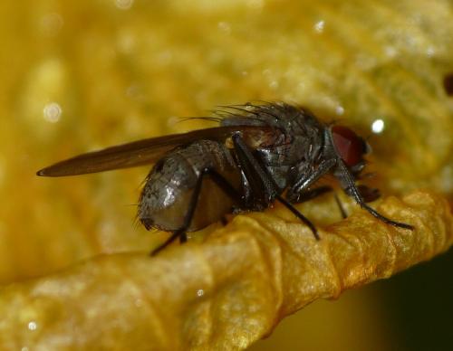 Azelia nebulosa