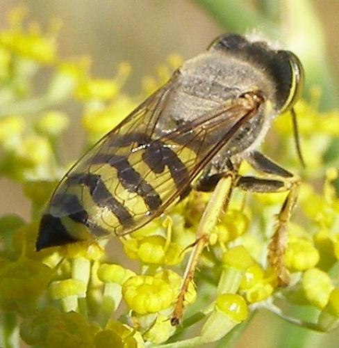 Réf. 48 651 : Bembix oculata