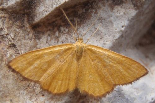Réf. 48 828 : Idaea flaveolaria
