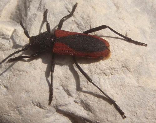 Purpuricenus kaehleri