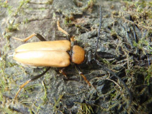 Stictoleptura rubra